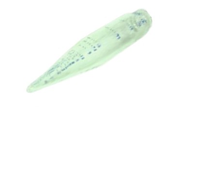 Hermle Conical Oil Test Tube Z600-OL-CT