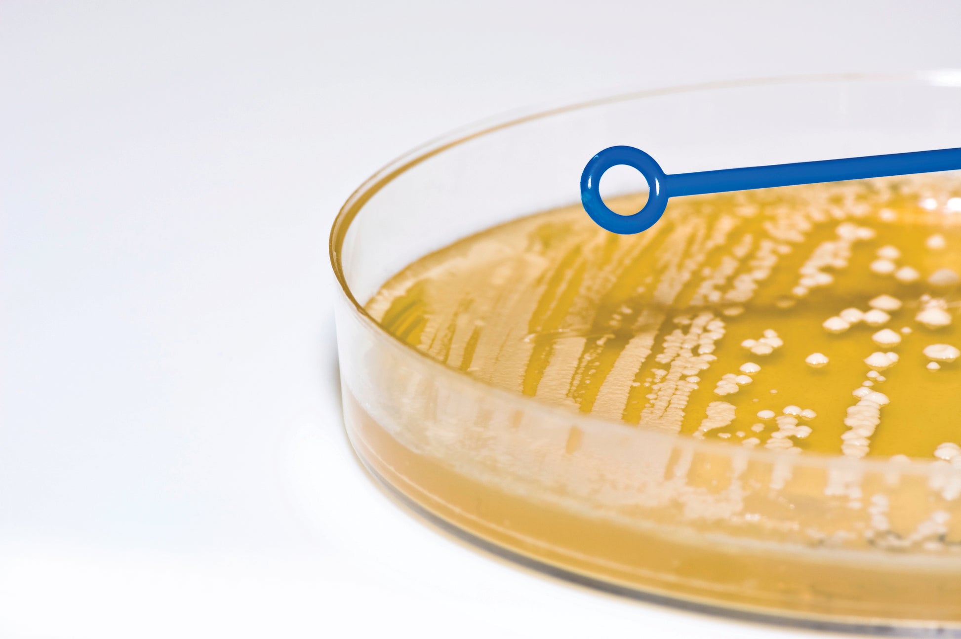 Inoculating Loops, Needles and Cell Spreaders - Sterile - Heathrow Scientific Alternate Image 4 - Heathrow Scientific